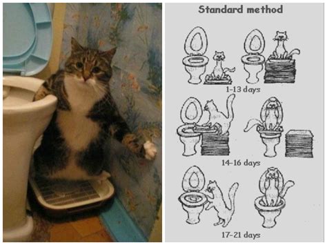 Follow the training process precisely and. Is teaching your cat to use the toilet a good idea? | The ...