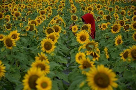 Kebun bunga matahari bantul jogja batu bali taman puncak malang indonesia yogyakarta kediri samas perkebunan cisarua bogor jakarta cipanas bandung oro ombo sanden thailand pantai gunung api purba alamat ayer tawar bandungan lokasi changi cianjur cibubur eropa foto kidul goa cemara gambar. Kebun Bunga Matahari Pantai Samas yang Pernah Dikunjungi ...