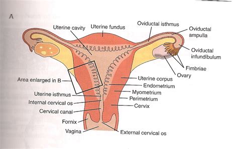 Maybe you would like to learn more about one of these? Reproductive System - Female. Causes, symptoms, treatment ...