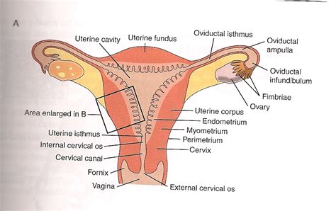 Medulla has rich vascular connective tissue, containing. Reproductive System - Female. Causes, symptoms, treatment ...