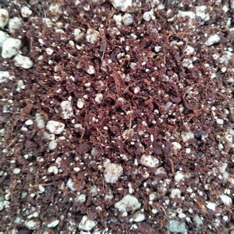 The first step in your rooting journey. Cactus and Succulent Soil Mix (500 ml) - Sunnyplants.com