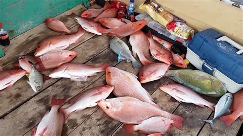 Tapi sering mancing mania hanya menyebut ceplek untuk semua ukuran. di serbu Ikan Kakap Merah Demo peserta mancing sampai ...