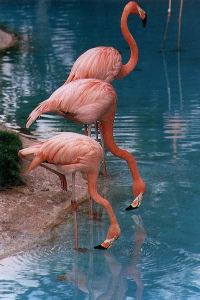 Отель flamingo by the beach расположен в малайзии по адресу: Golden Birds: فلامنجو flamingos