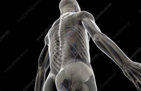 The major veins in the. The major blood vessels of the upper body - Stock Image - C008/0703 - Science Photo Library