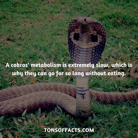 The owners then become worried about why their snake stops eating. Their metabolism is extremely slow, which is why they can ...