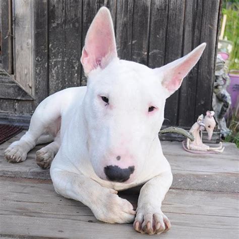 30+ Perfect Male English Bull Terrier Dog Name Ideas - PupsToday