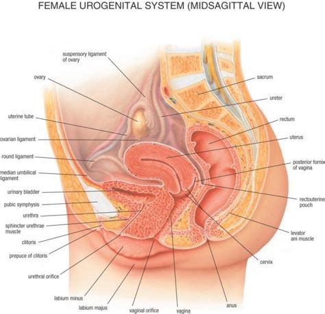 Female body internal organs chart with labels on white background. Picture Diagram Of Female Reproductive System | Human body diagram, Human body organs, Body diagram
