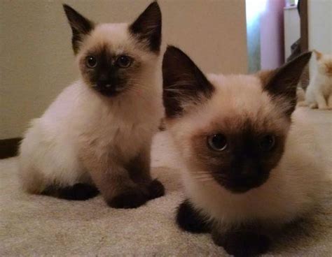 Join millions of people using oodle to find kittens for adoption, cat and kitten listings, and other pets adoption. Hemingway Poly-dactyl Seal point Siamese Kittens for Sale ...