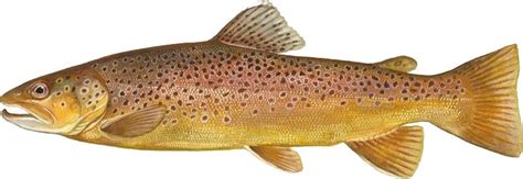 Die bachforelle (salmo trutta) ist ein zu den salmoniden zählender raubfisch und eine unterart der forelle. Was lebt in einem Bergbach? - SimplyScience