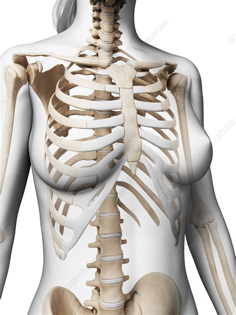 The ribs are part of the axial skeleton and are classified as flat bones. Female ribcage, artwork - Stock Image - F009/5515 ...