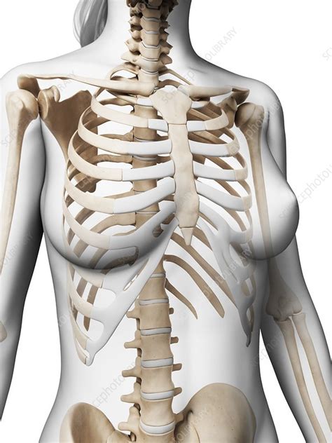 The cartilage that forms at the end of each rib (costal cartilage) attaches either. Female ribcage, artwork - Stock Image - F009/5515 ...