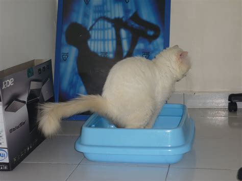 Patutlah cirit birit bertambah teruk, ini makanan yang patut anda elakkan! CIRIT-BIRIT