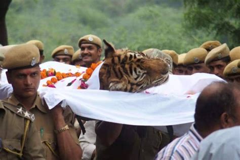 Was under observation at ama ghati. Machli, World's Most Photographed Tigress Of Ranthambore ...