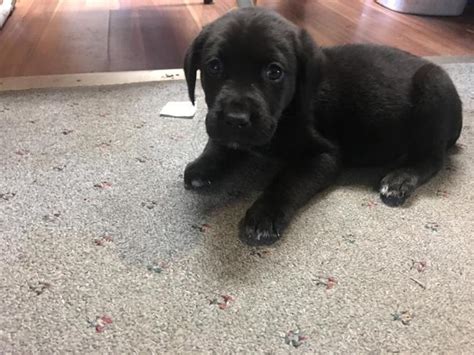 I have a litter of seven beautiful lab puppies for sale. Lab Mix Puppies for Sale in Eaton Rapids, Michigan ...