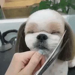 Online, the video spawned a photoshop meme in which a screen capture from the video is superimposed into other base images to appear as if a variety of people and characters are cutting. Dog Haircut GIF - Dog Haircut Soothing - Discover & Share GIFs