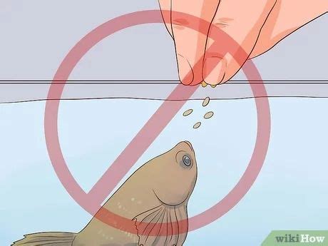 When fish are stressed, they often develop odd swimming patterns. Image titled Tell if a Betta Fish Is Sick Step 10