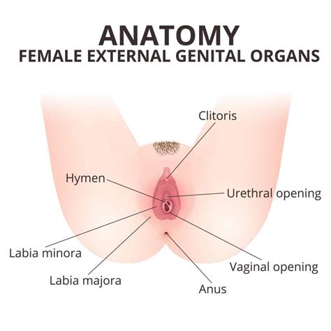 Panduan masturbasi aman untuk perempuan, bagaimana caranya? Selaput Dara BUKAN Penentu Kegadisan Seorang Wanita ...