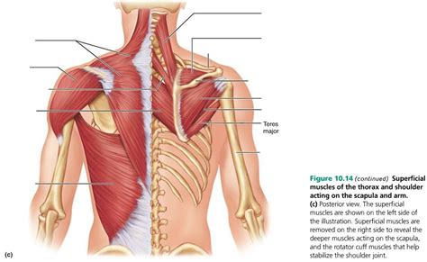 Muscles of the back can be divided into superficial, intermediate, and deep group.since the all the back muscles originate in embryo (fetus) form by locations other than the back, muscles in the. Diagram Of Back Muscles - Wiring Diagram