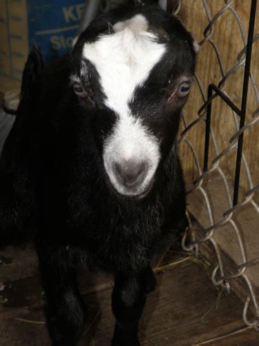 He is demanding of human attention and will do anything for a laugh. Love -R- Goats Farm - located in Lee County, Virginia