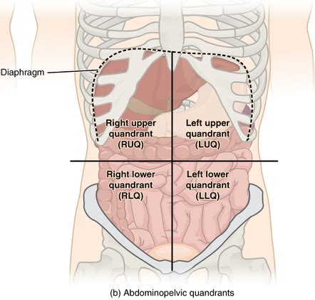 The quadrants are referred to as the left lower quadrant, left upper quadrant, r. Abdominal surface anatomy | Radiology Reference Article ...