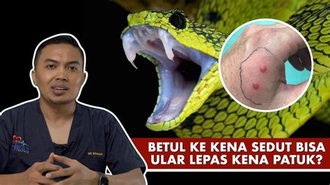 Dihampiri ular kobra besar 3d. Betul Ke Kena Sedut Bisa Ular Lepas Kena Patuk? - YouTube