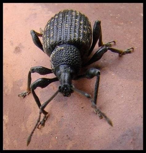 Maybe you would like to learn more about one of these? How Does a Weevil Infestation Start? | Hunker