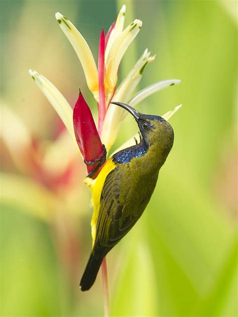 The under parts of both male and female are bright yellow and the backs are a dull brown colour. Olive-backed Sunbird _ Lorong Halus | Birds, Pictures ...