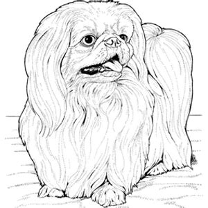 Coloring page with educational implication is a real treasure for parents: Pekingese Coloring Page | Dog coloring page, Dog coloring ...