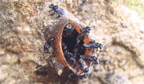 Stingless bee or lebah kelulut farmers are advised to adopt nanotechnology in order to increase production of kelulut honey. Keunikan koloni lebah kelulut | Harian Metro