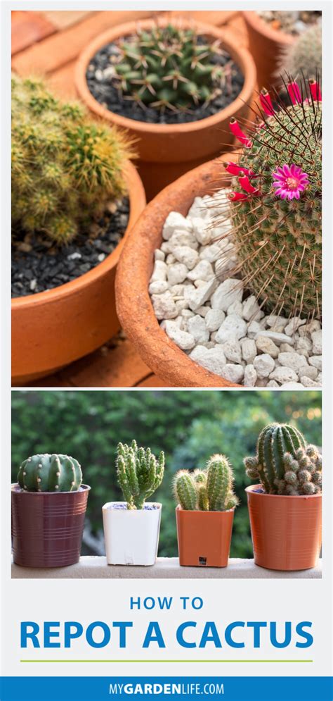 You want to be sure to turn the plants regularly to make. Pin on Cactus Plants & Projects | My Garden Life