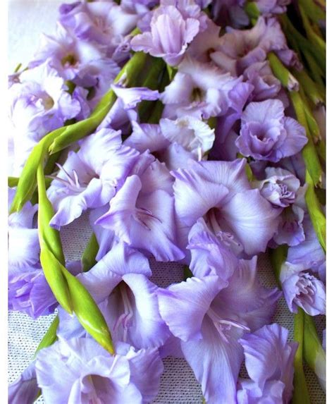 The gladiolus or the plural form, gladioli, are breathtaking summer beauties and the highlight of fun fact: Gladioli Bouquet - Birthday - Occasions | Gladiolus ...