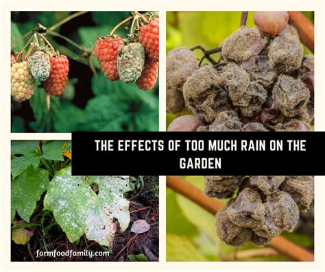 The constant war against drainage and pests can be unrelenting, but sorting. The Effects of Too Much Rain on the Garden - FarmFoodFamily