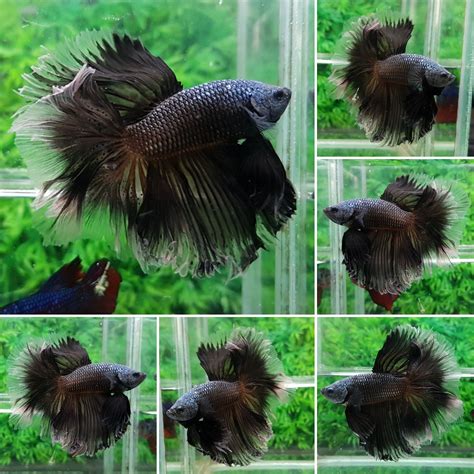 Find all these answers and more. +++Black glass rose-Male+++ | Halfmoon betta, Betta, Fish pet