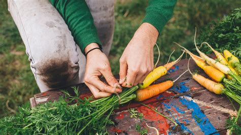 5 Healthy Reasons to Grow Your Own Food | Northwestern Medicine