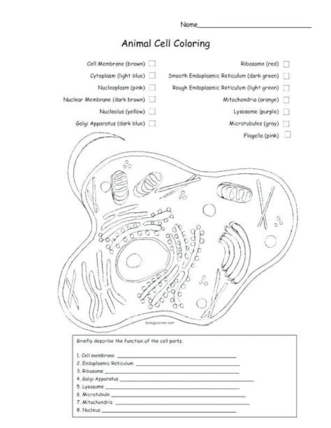 Cells were first observed and identified by british physicist robert hook in 1665. Cell Membrane Coloring Worksheet Answers