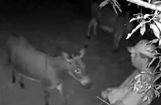 donkey donkeys footage cctv compton stroking disturbing allegedly 4029tv bushes