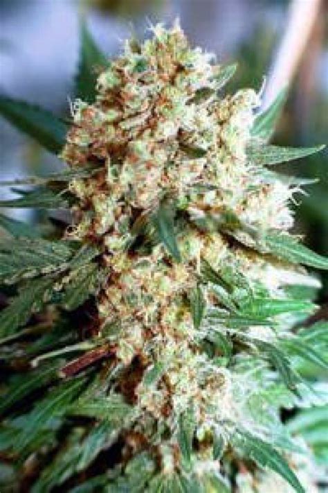 Grow lights play an extremely important role in growing succulents indoor. Northern Lights #1 Weed Seeds