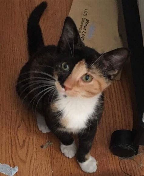 Join millions of people using oodle to find kittens for adoption, cat and kitten listings, and other pets adoption. Adopt Cali on Petfinder | Kitten adoption, Calico kitten ...