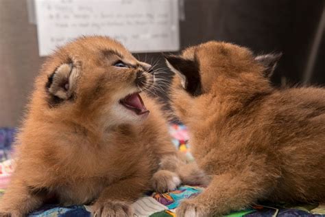 The oregon zoo just built a top of the line elephant exhibit. Oregon Zoo Introduces Newest Caracal Kittens - ZooBorns