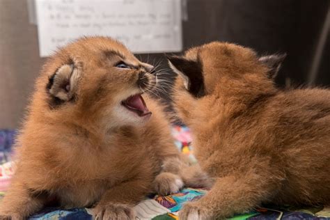 The oregon zoo just built a top of the line elephant exhibit. Oregon Zoo Introduces Newest Caracal Kittens - ZooBorns