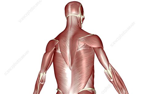 Integumentary system of the upper torso. The muscles of the upper body - Stock Image - F001/6818 - Science Photo Library