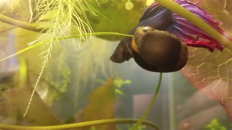 Since the male can nip the fins of the females if she is not responding to him, having hiding spots for them is very important in the breeding tank. Betta fish with gill problem - YouTube