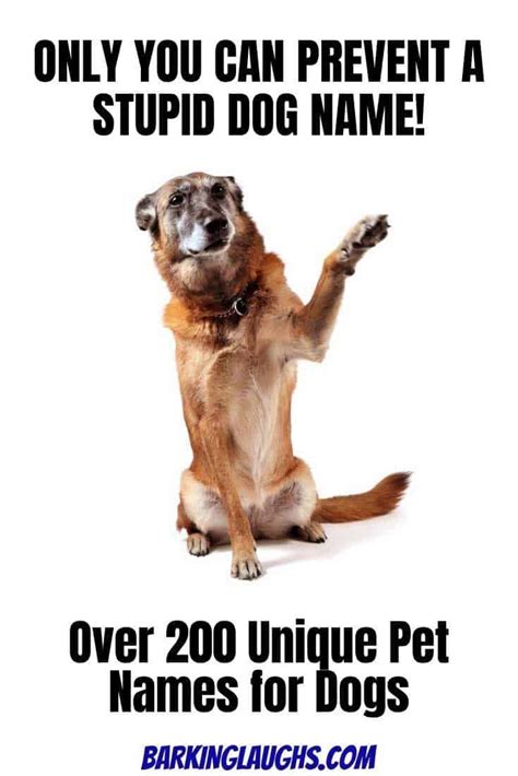 Dog names starting with the letter b are popular for a reason: Unique Dog Names with Meanings | Dog names, Pet names for ...