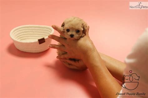 Most trusted source of maltipoo puppies for sale. Momo: Malti Poo - Maltipoo puppy for sale near Albany, New ...