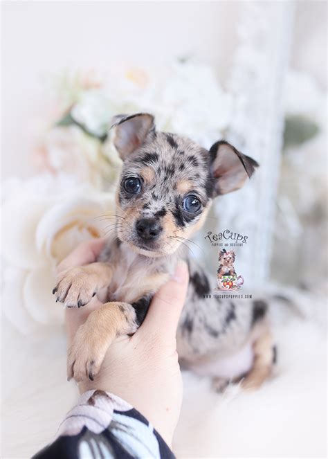 Beautiful chihuahua pups ready to go at 8 weeks. Merle Chihuahua Puppy For Sale | Teacup Puppies & Boutique