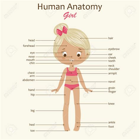 Eye, nose, cheek, chin, mouth, neck, shoulder, armpit, breast, thorax, navel, abdomen, publs, groin, knee, foot, ankle, toe. The Sexiest Parts of a Woman's Body, Ranked