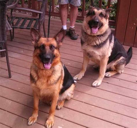 (den > brighton) hide this posting restore restore this posting. Craigslist German Shepherd | PETSIDI