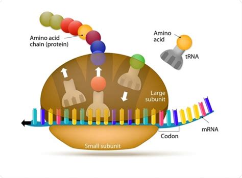 Mrna vaccines — also called genetic vaccines — arise from an innovative biotechnology approach that turns the body's cells into molecular factories to produce proteins that activate a. Covid-19 RNA Vaccines, Explained - Bite Point