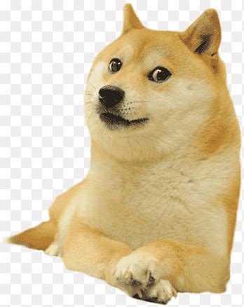 Find everything from funny gifs, reaction gifs, unique gifs and more. Dogecoin 시바 Inu 컴퓨터 아이콘, 기타, 기타, 육식 동물 png | PNGEgg