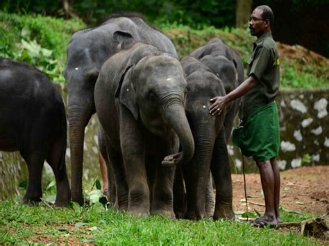 1,122 likes · 5 talking about this. Kottoor elephant rehabilitation centre set to become ...